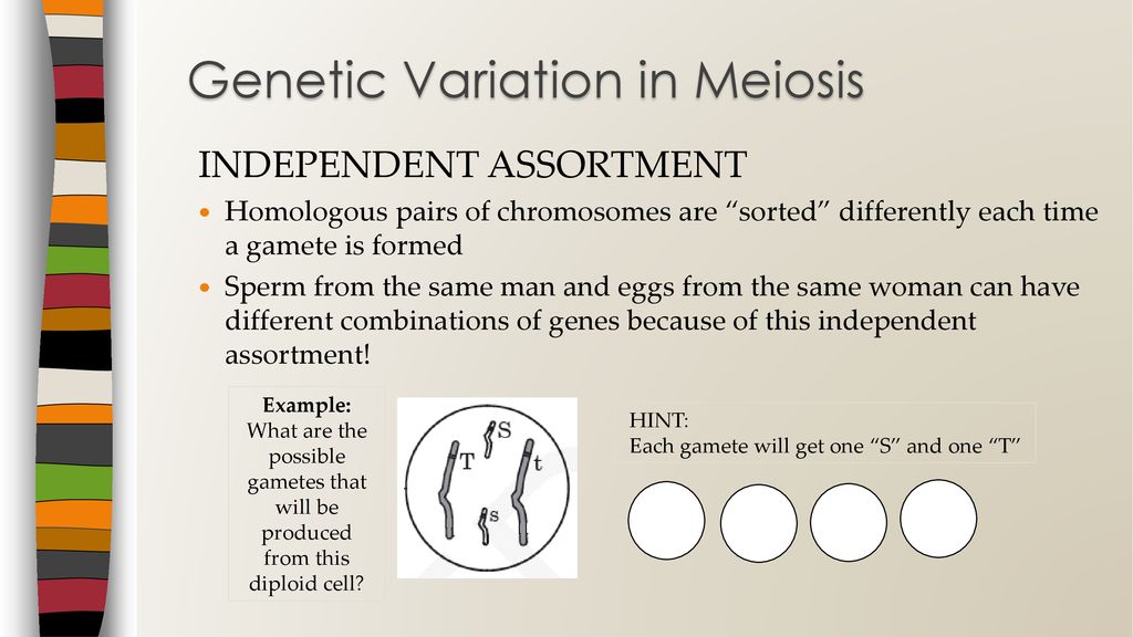 Sexual Reproduction Parents: 2 Offspring: different Biology Diagrams