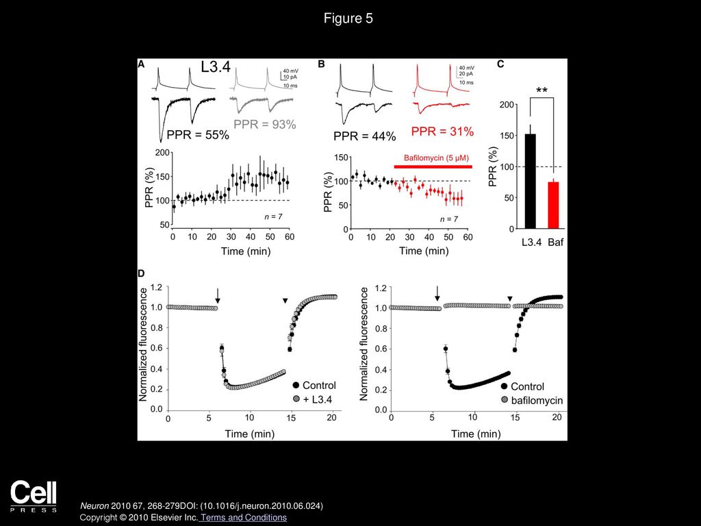 Figure 5 Differential Effects of L3.4 and Bafilomycin on Paired-Pulse Ratio and Synaptic Vesicle Proton Pump Activity.