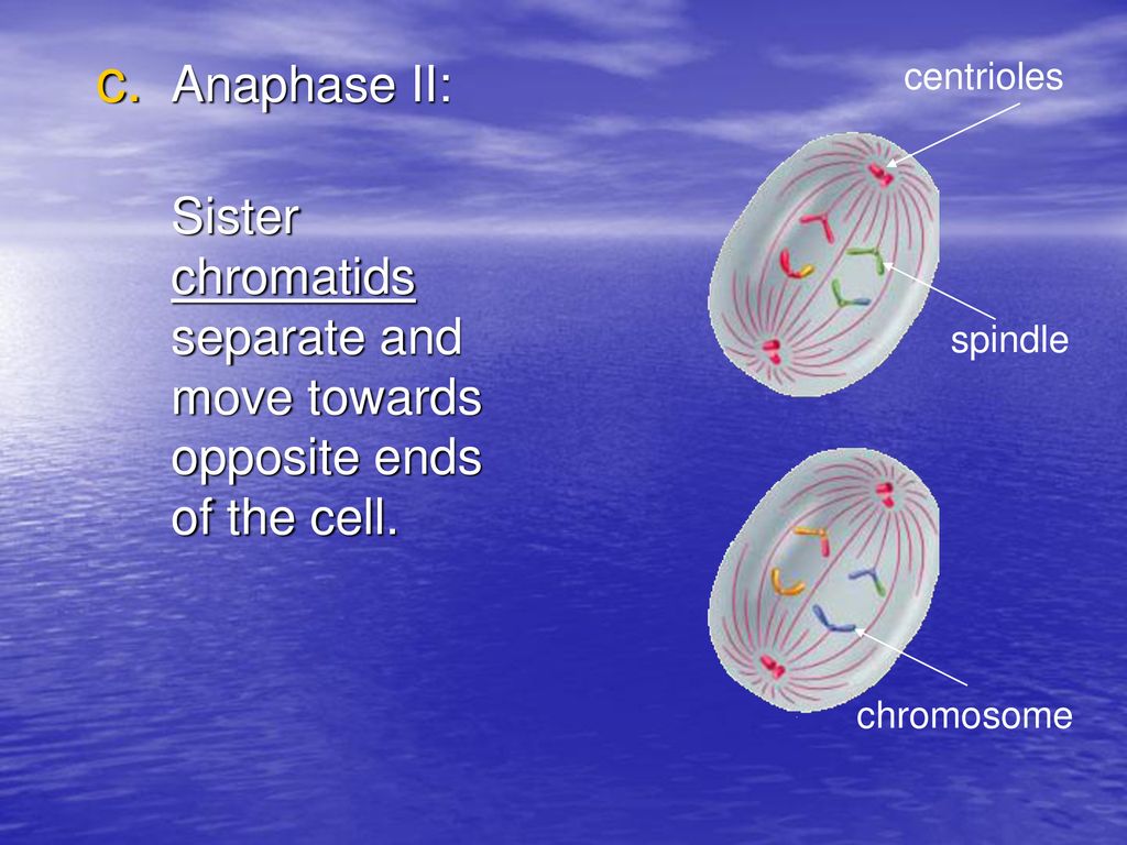 Chapter 10 Cell Growth and Division Biology Diagrams