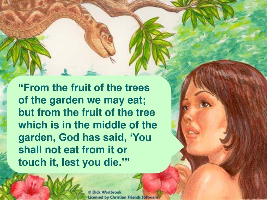Ne pas manger le fruit de l'arbre