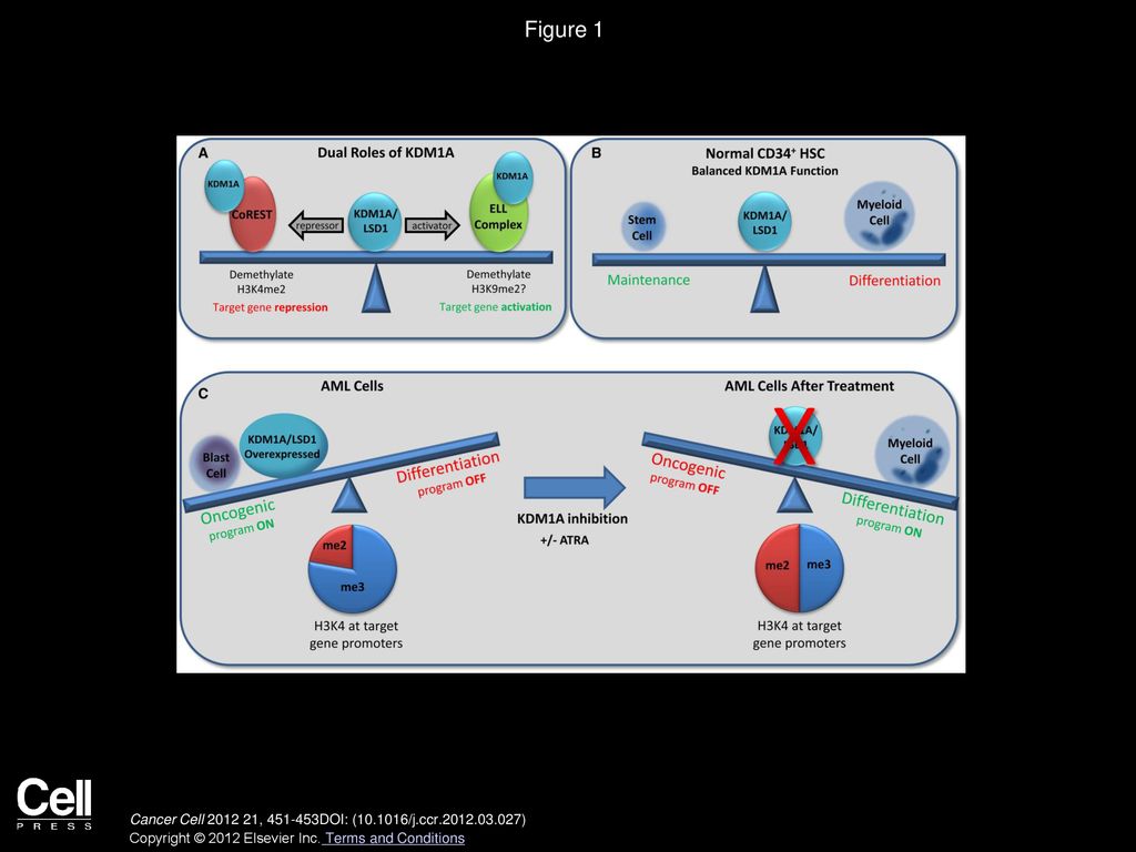 Figure 1 KDM1A/LSD1 Maintains a Balance in Gene Expression through Activating and Repressive Mechanisms that Are Disrupted in Acute Myeloid Leukemia.