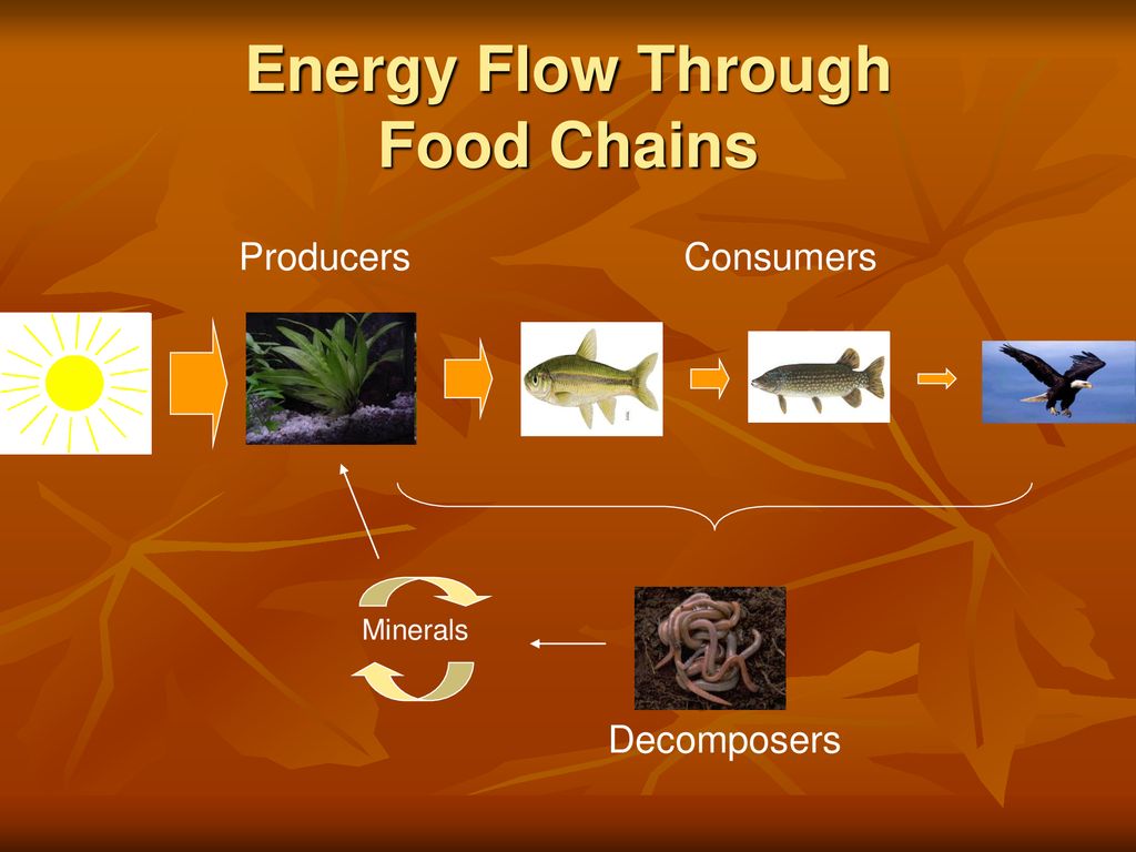 3 Laws of Nature Everything is interconnected. Biology Diagrams