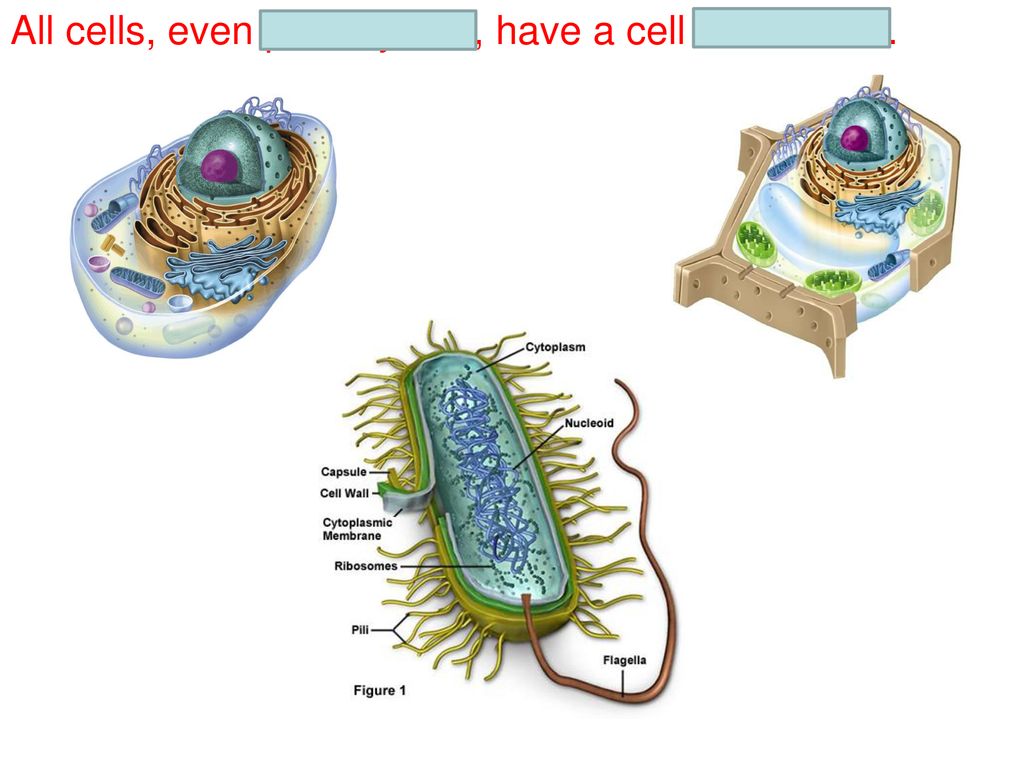 All cells, even prokaryotes, have a cell membrane.