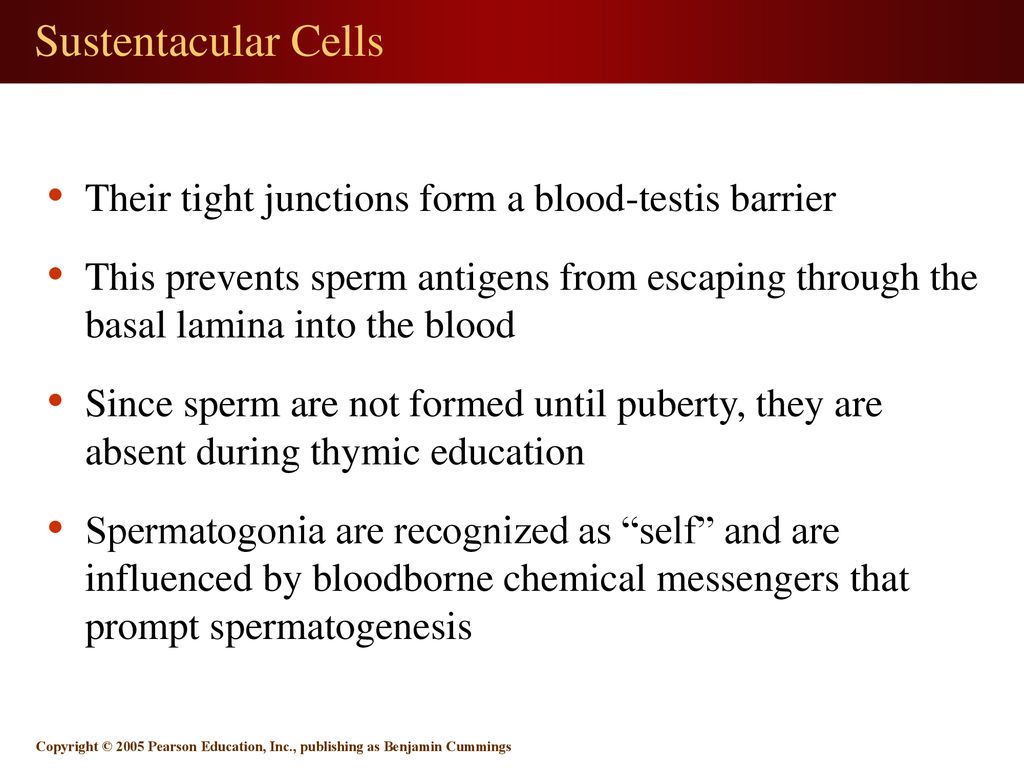 26 1 The Reproductive System. ppt download
