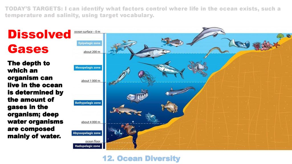 Зоны мирового океана и их обитатели. Жизнь организмов в морях и океанах. Слои океана. Обитатели моря по глубине. Какие природные зоны в океанах