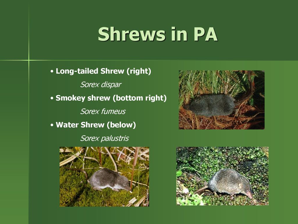 Shrews in PA Long-tailed Shrew (right) Sorex dispar