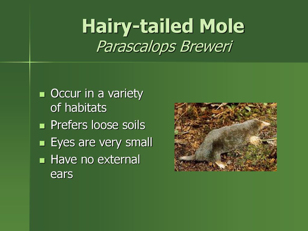 Hairy-tailed Mole Parascalops Breweri