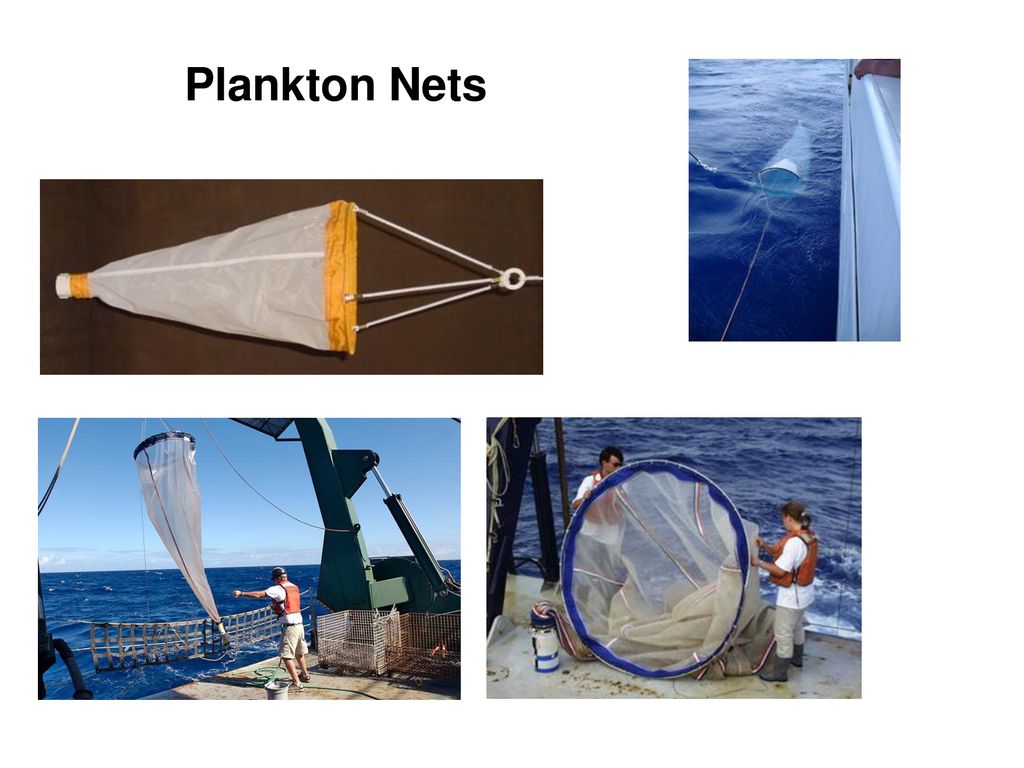 Plankton. - ppt download