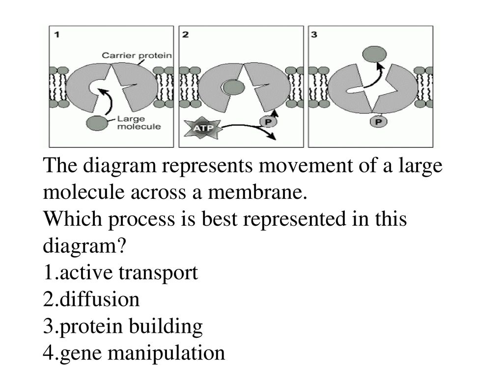 Aim how do molecules move in and out of a cell ppt download