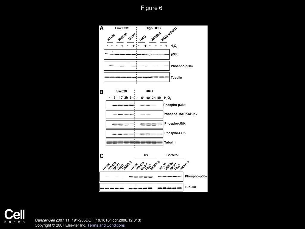 Figure 6 Human Cancer Cell Lines with High ROS Levels Are Partially Impaired in p38α Activation.