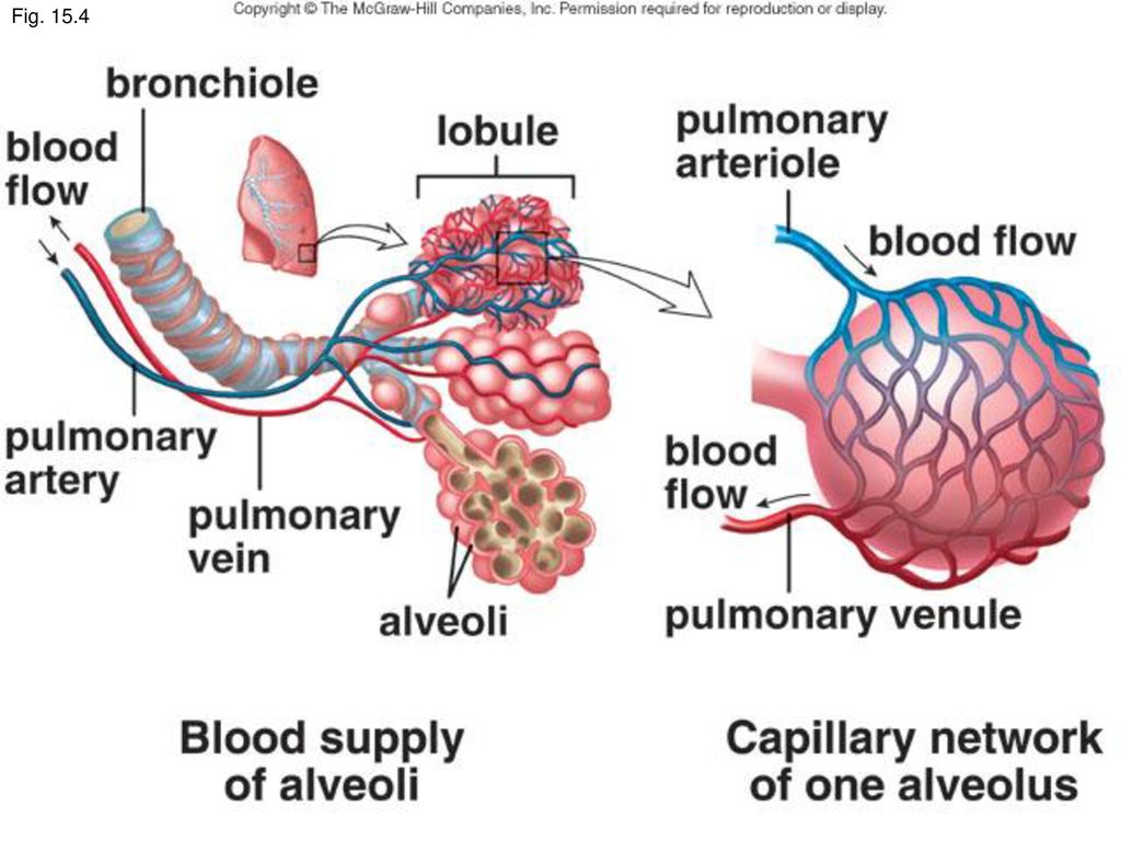 When exchange. Gas Exchange. Gas Exchange in the lungs. Gas Exchange in the lungs and Tissues. Gas Exchange in Humans.