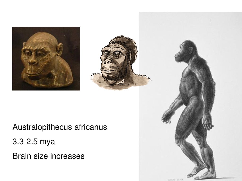 Hominid Evolution Classification: - ppt download