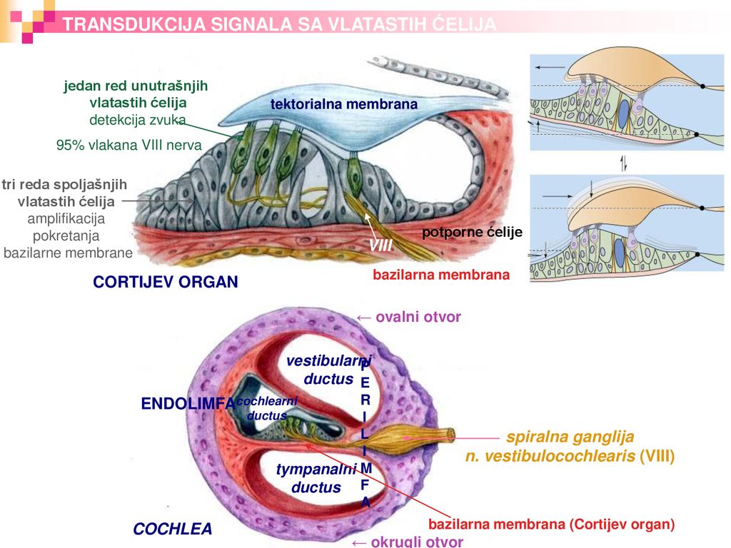 n. vestibulocochlearis (VIII) bazilarna membrana (Cortijev organ)
