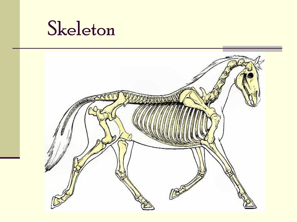 Животные без позвоночника. Осевой скелет лошади анатомия. Костный скелет лошади. Кости лошади анатомия. Скелет лошади рентген.