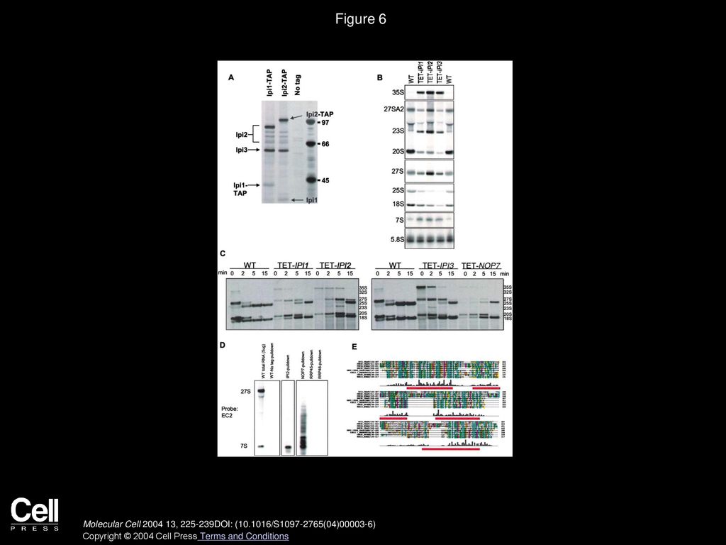 Volume 13, Issue 2, Pages (January 2004) - ppt download