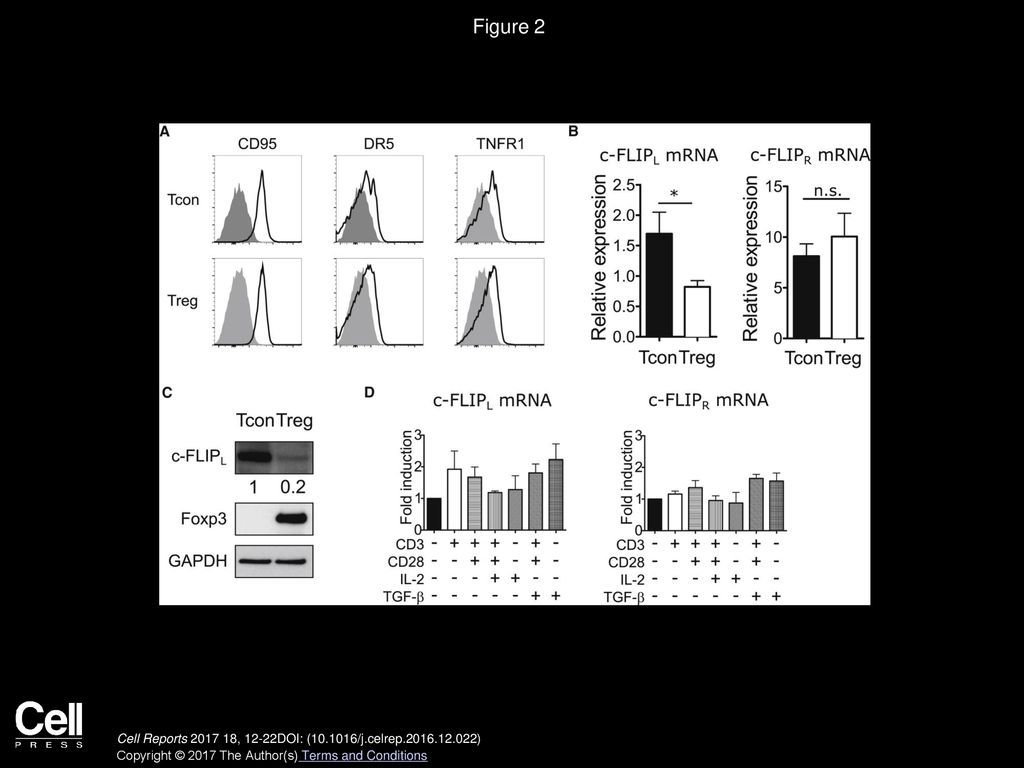 Figure 2 Lower Expression of c-FLIPL in Treg Cells