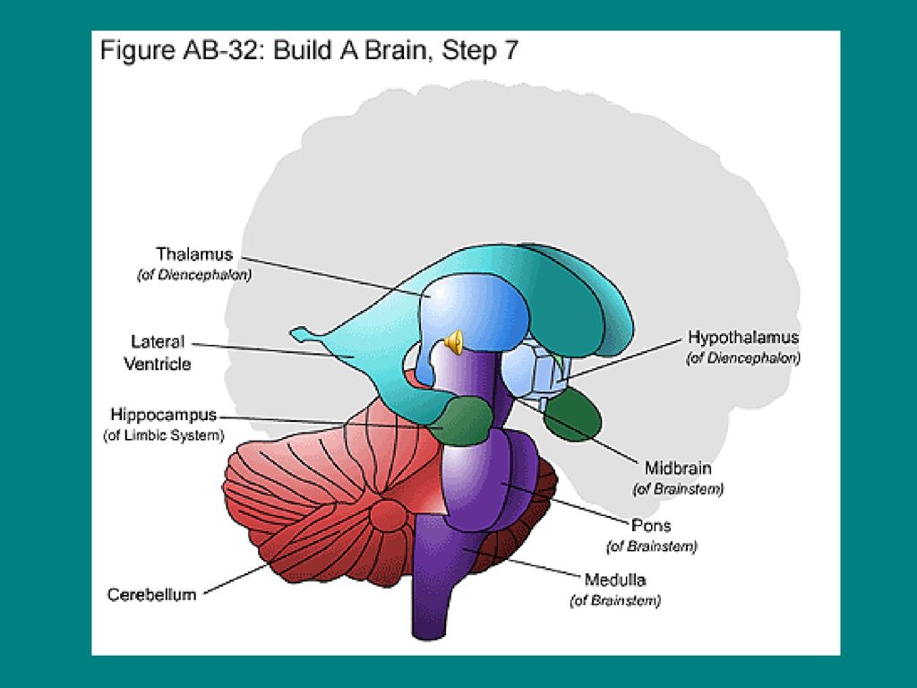 Коленчатые тела мозга. Метаталамус строение. Metathalamus анатомия. Метаталамус, или коленчатые тела. Строение метаталамуса.