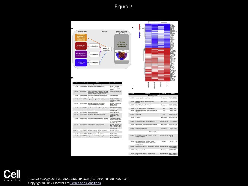 Figure 2 Characteristics of the Core Senescence-Associated Signature