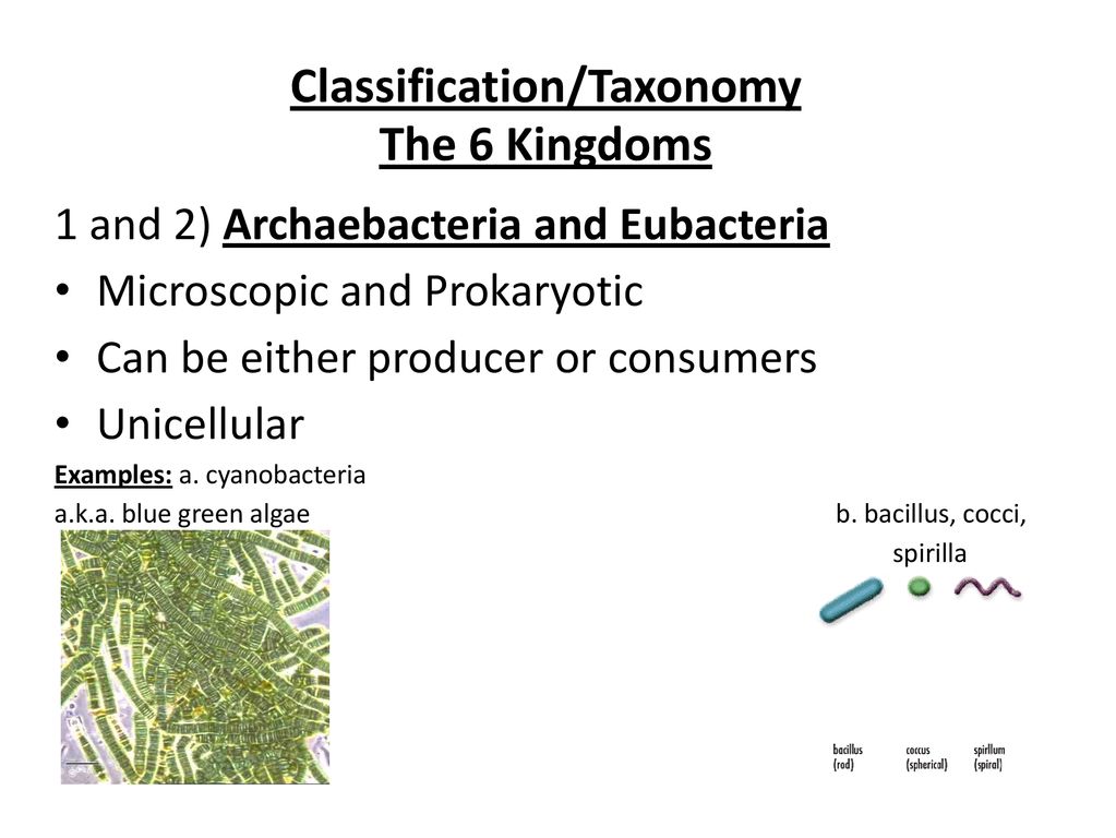 Classificationtaxonomy The 6 Kingdoms Ppt Download 8872