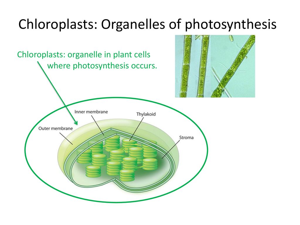 Photosynthesis the process in which energy from the sun is used to