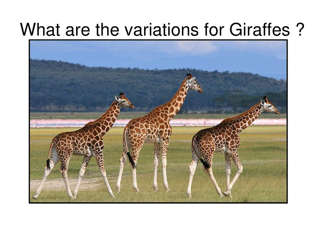 Какой тип развития характерен для сетчатого жирафа. Жирафы бессердечные животные. Слово Жираф. Лексическое значение слова Жираф. Жираф — самое большое сердце в мире.