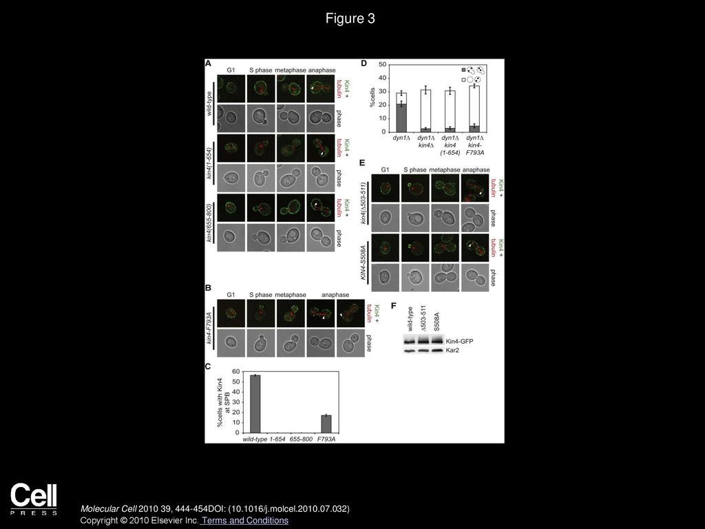 Figure 3 Sequences in the C Terminus of Kin4 Control Asymmetric Cortical Localization.