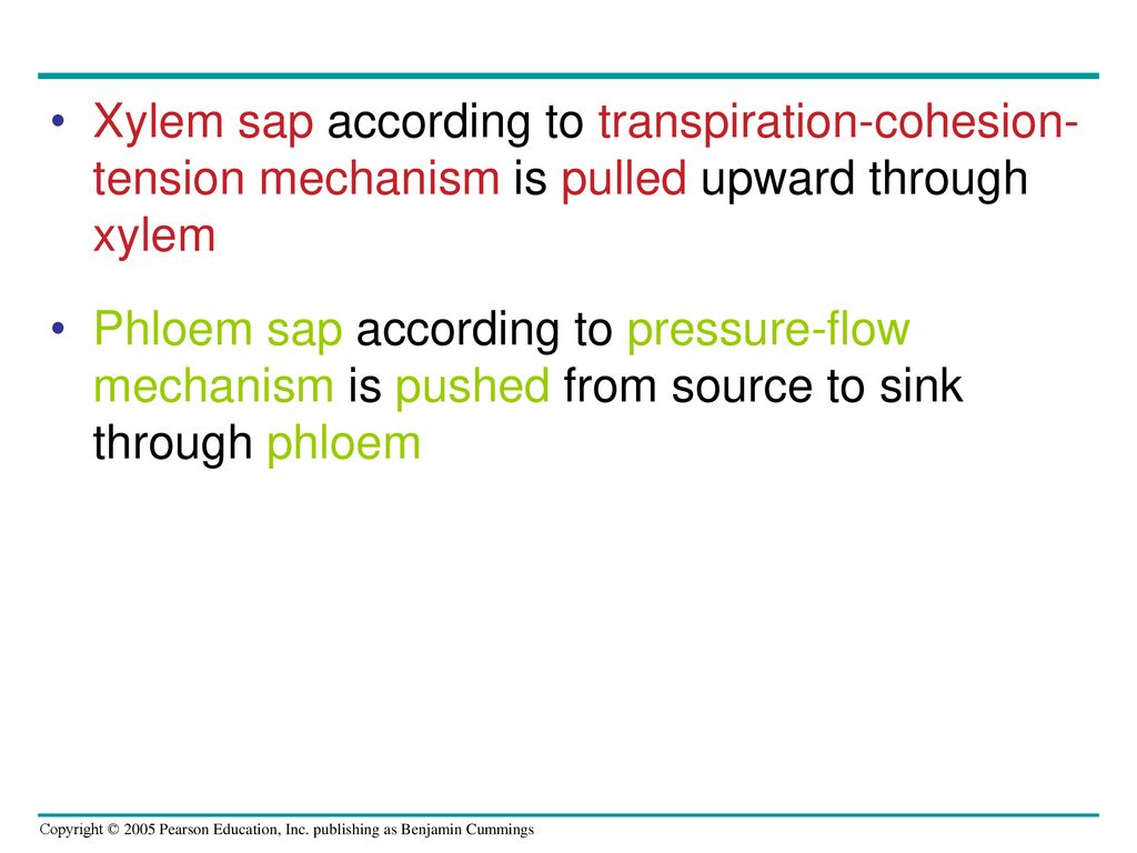 transpiration cohesion tension mechanism