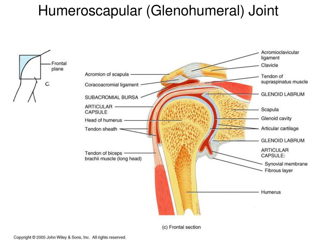 Articulations/Joints - ppt download