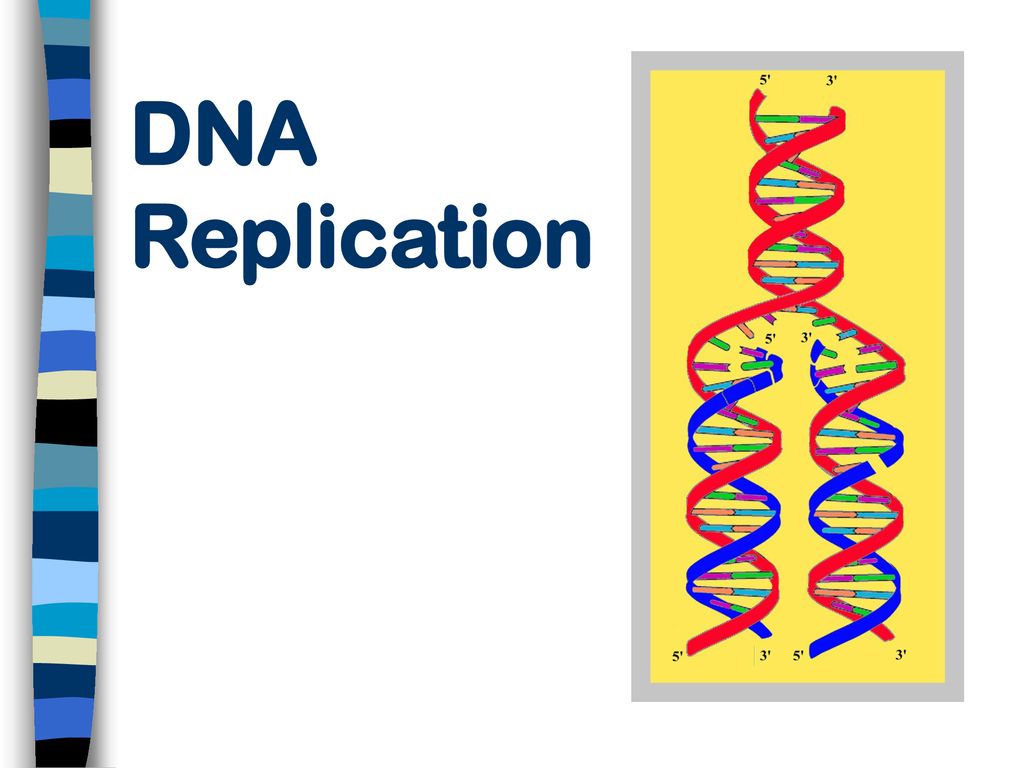 Mitosis And Dna Replication Ppt Download