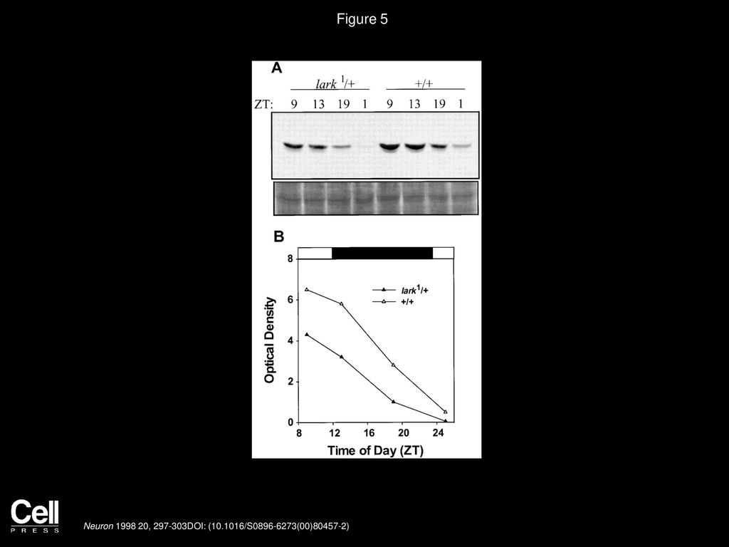 Figure 5 Nocturnal Decreases in Lark Abundance in Wild-Type and lark/+ Pupal Protein Extracts.