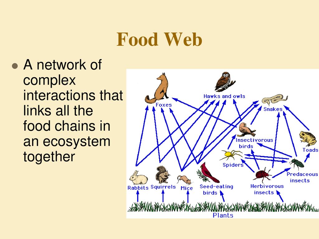 Energy Transfer & Nutrient Cycling Biology Diagrams