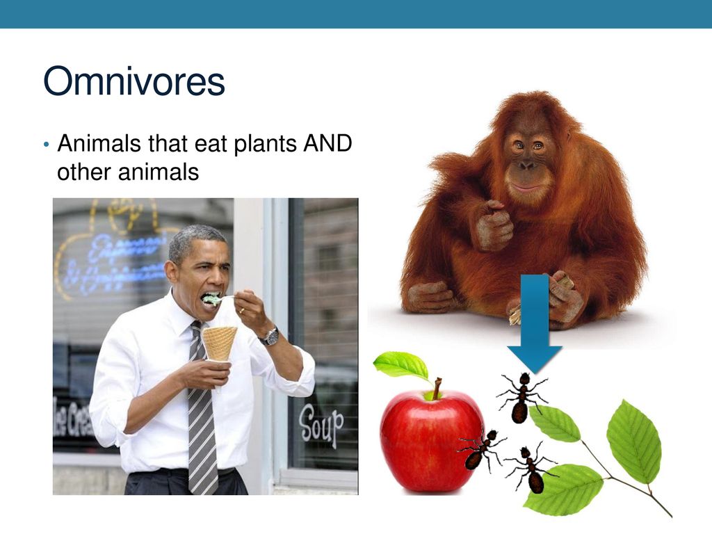 Bell Ringer Biofuels from crops such as corn, soybeans, and cassava ... Biology Diagrams