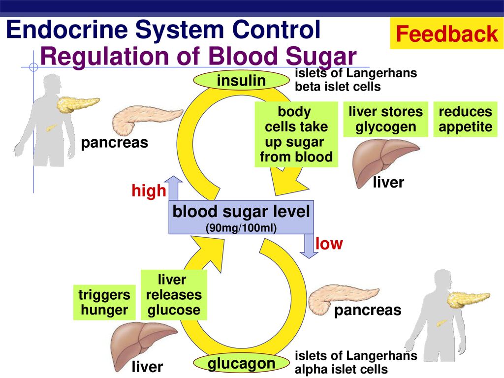 Regulation's. Regulation Endocrine System. Insulin Regulation. Endocrine System in animals. Endocrine HTN Symptoms.