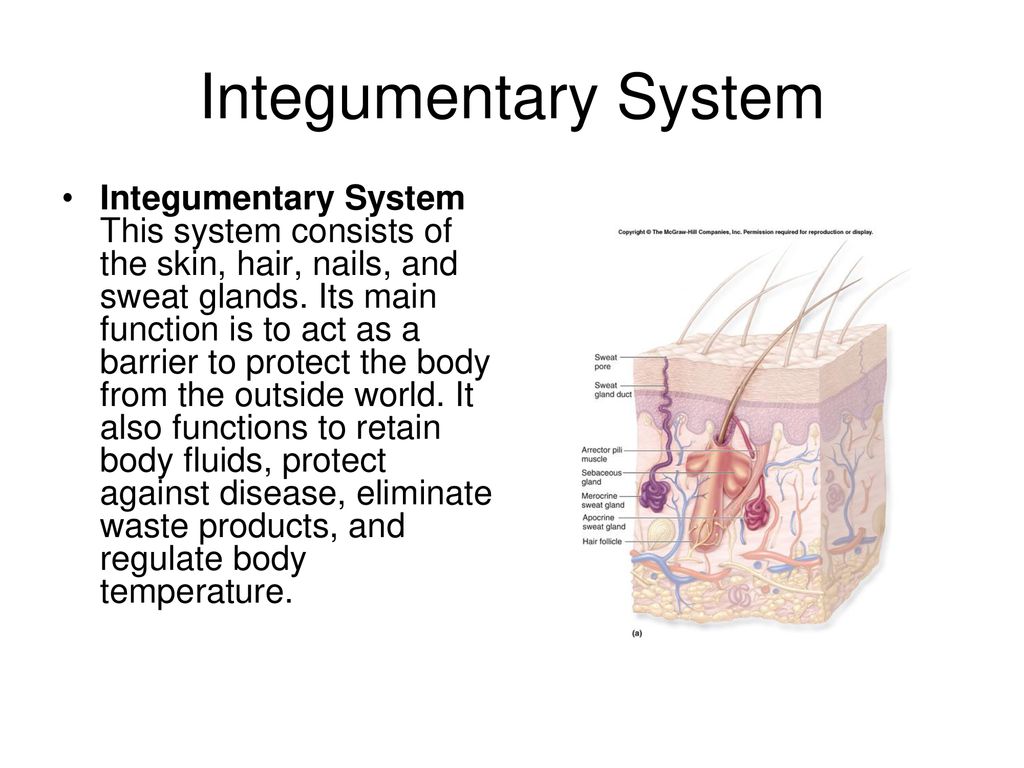 Organ Systems Of The Human Body. - Ppt Download