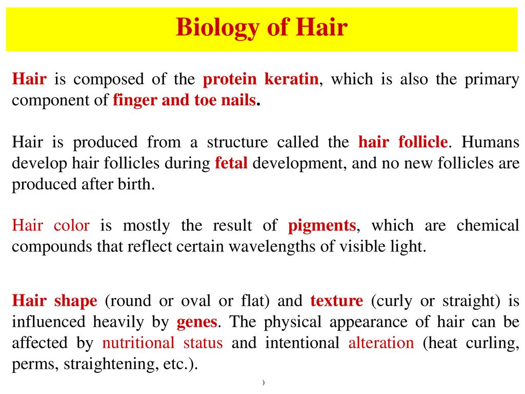 A Lesson on Hair Identification Forensic Science. - ppt download