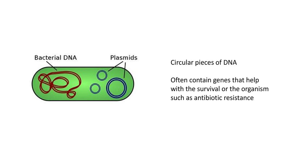 Paper 1 revision What people forget Biology Diagrams