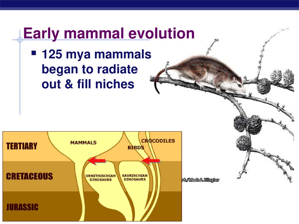 Early mammal evolution