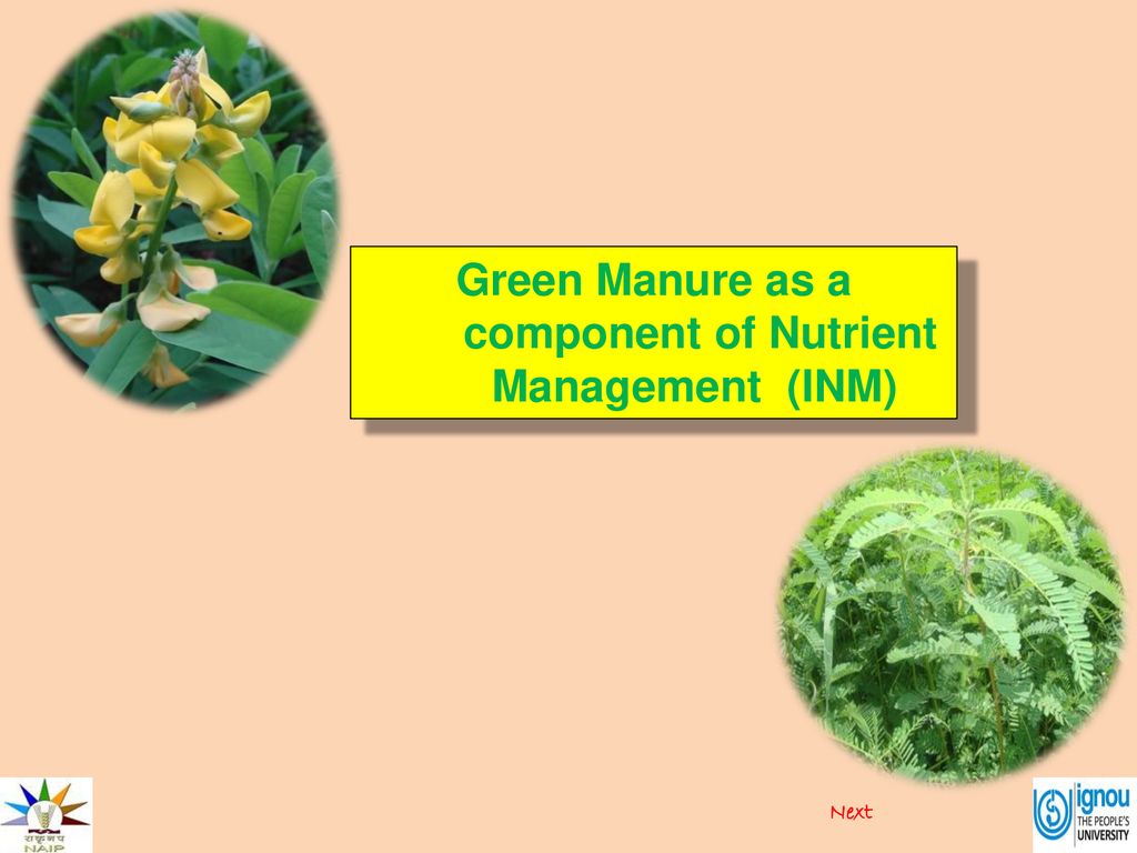 Green Manure as a component of Nutrient Management (INM)