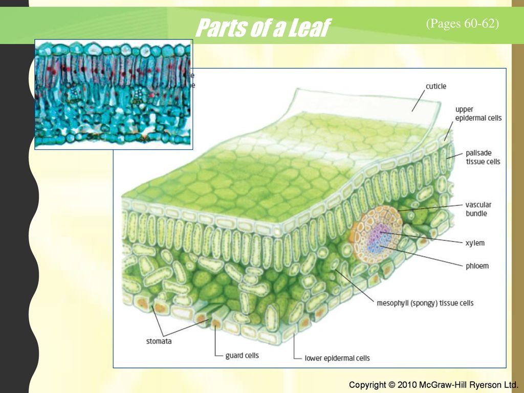 Parts of a Leaf (Pages 60-62)