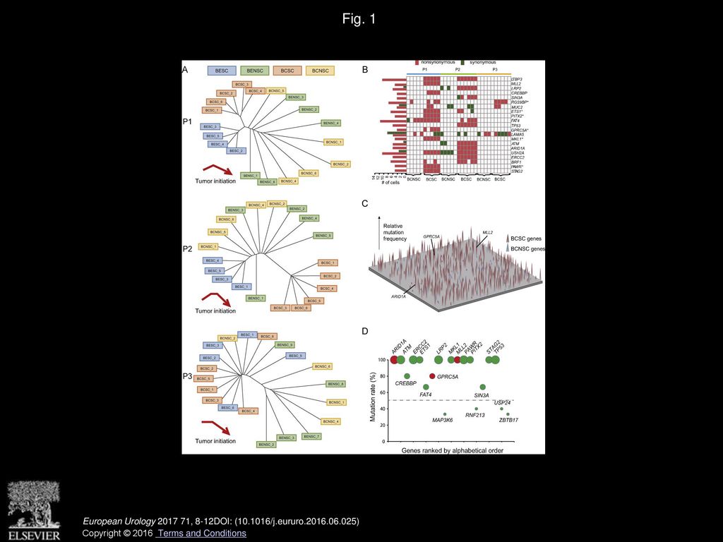 Fig. 1 Single-cell sequencing and phylogenetic analysis of bladder cancer cells.