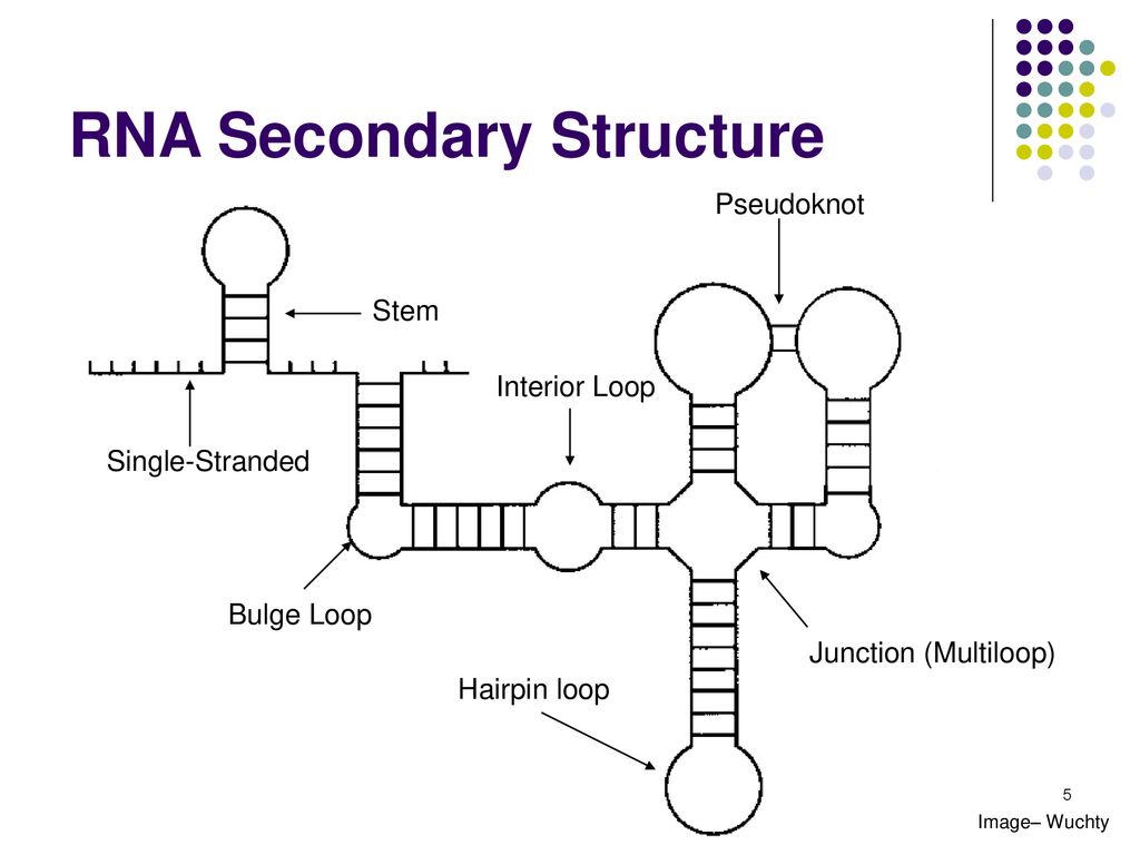 Rna secondary structure prediction ppt download