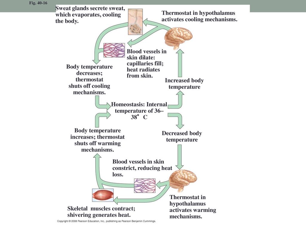 Topic 6.6 (pt. 1) Homeostasis Overview Biology Diagrams