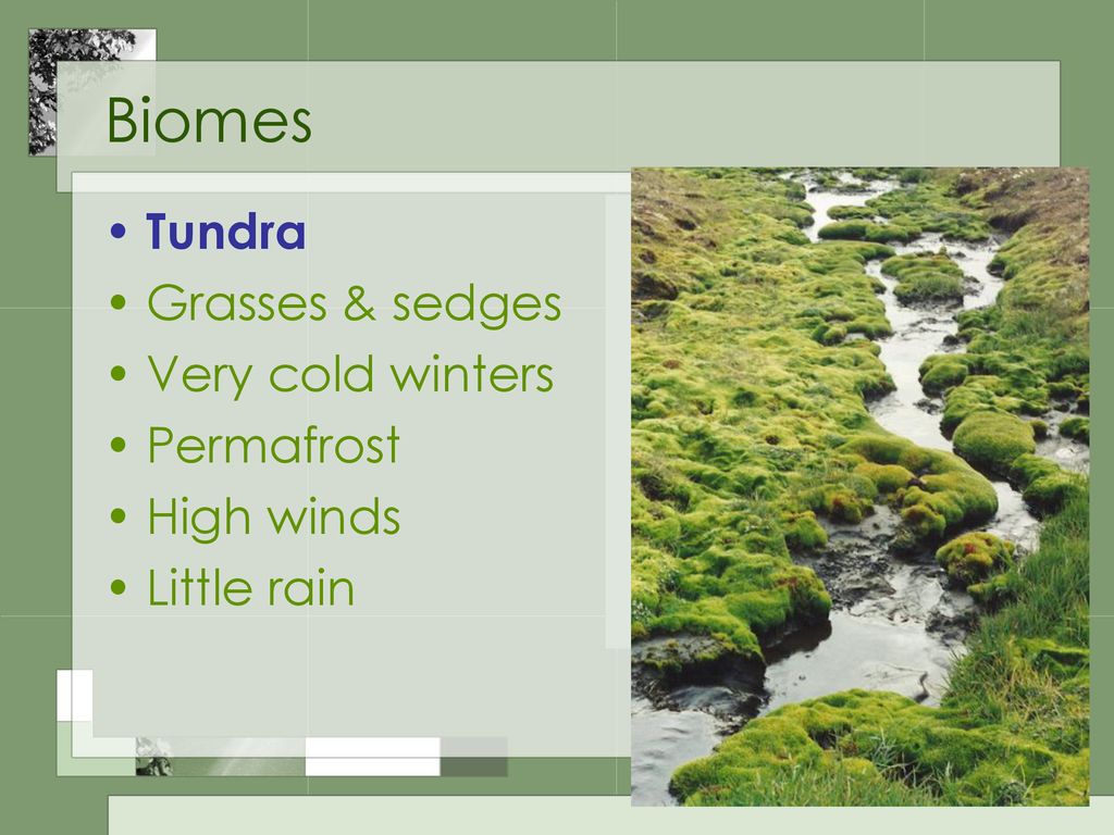 Biomes Tundra Grasses & sedges Very cold winters Permafrost High winds