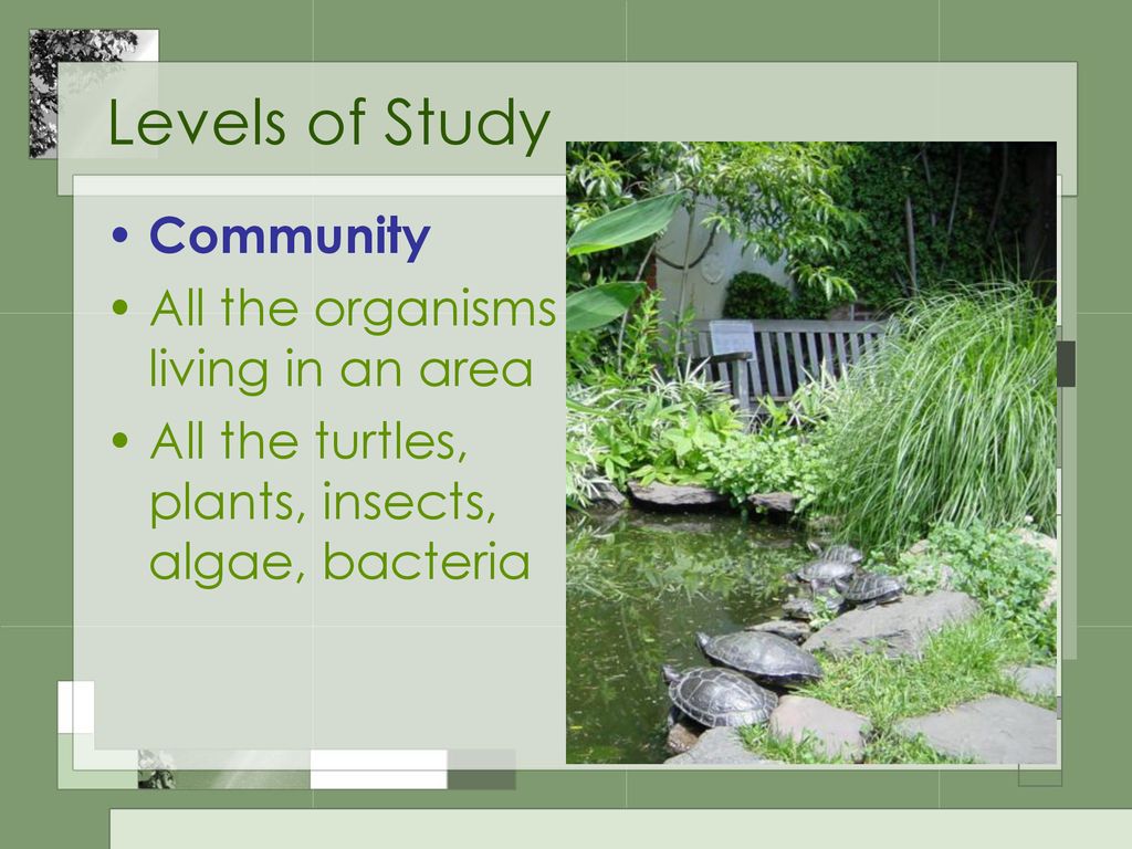 Levels of Study Community All the organisms living in an area
