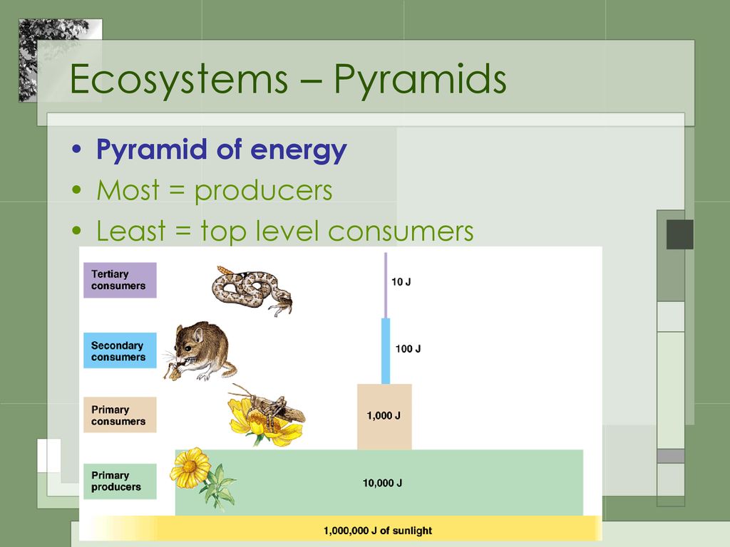 Ecosystems – Pyramids Pyramid of energy Most = producers