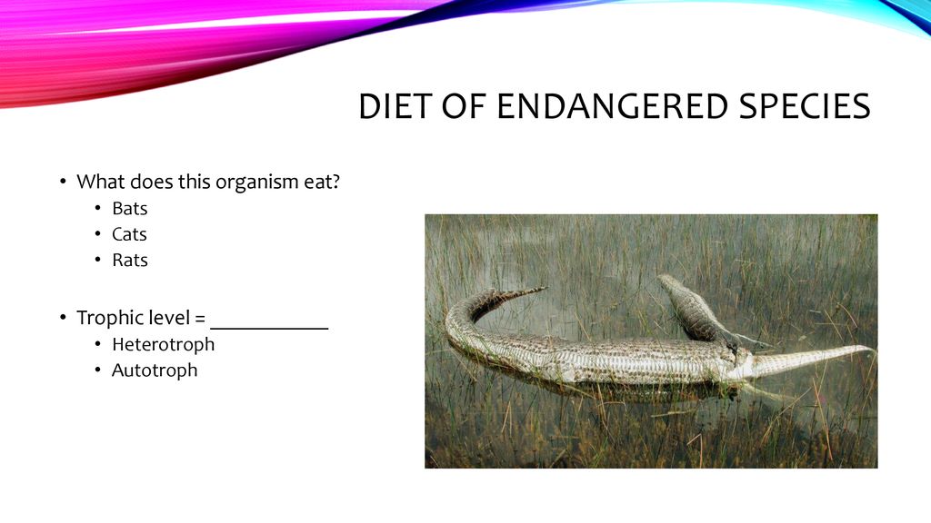 Diet of Endangered Species