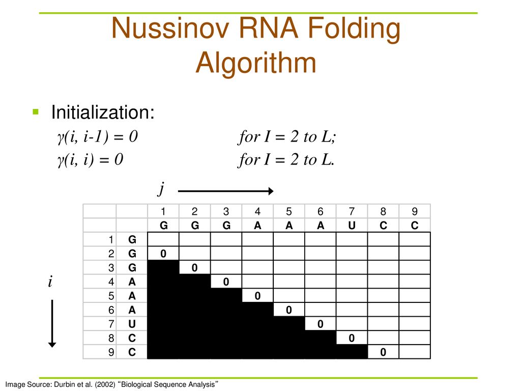 Nussinov RNA Folding Algorithm
