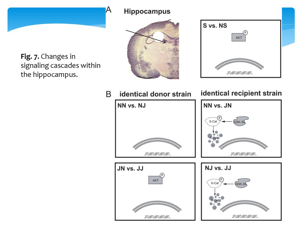 Fig. 7. Changes in signaling cascades within the hippocampus.