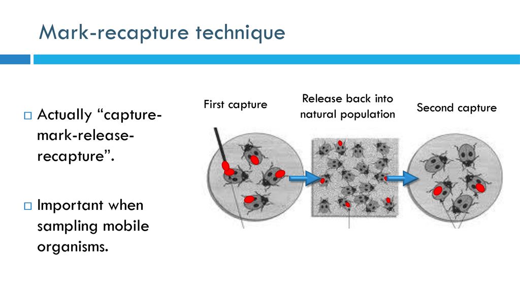 simulated mark-recapture:. Activity 1 – simple mark-recapture - ppt download