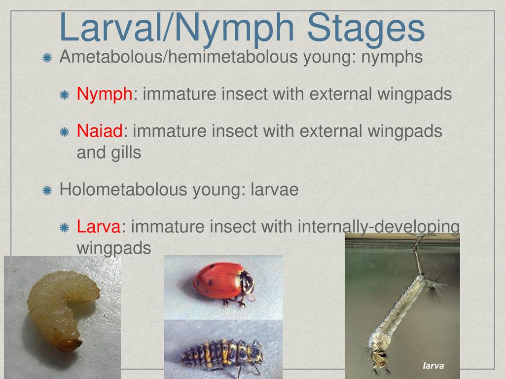 Insect Biology February 4, ppt download